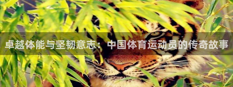 看球通体育下载：卓越体能与坚韧意志：中国体育运动员的传奇故事